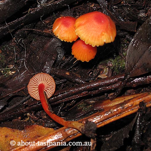 Hygrocybe erythrocrenata, Tasmania, fungi