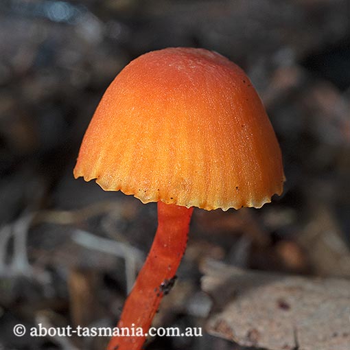 Hygrocybe erythrocrenata, Tasmania, fungi