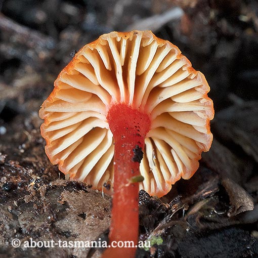 Hygrocybe erythrocrenata, Tasmania, fungi