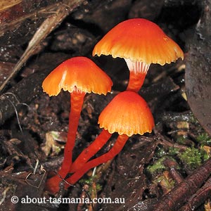 Hygrocybe erythrocrenata