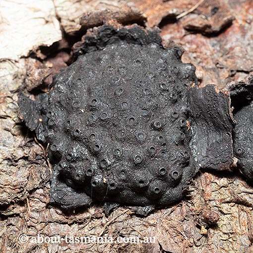 Hypoxylon hians, Tasmania, fungi