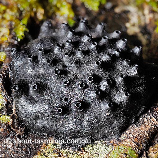 Hypoxylon hians, Tasmania, fungi
