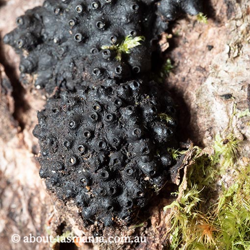 Hypoxylon hians, Tasmania, fungi