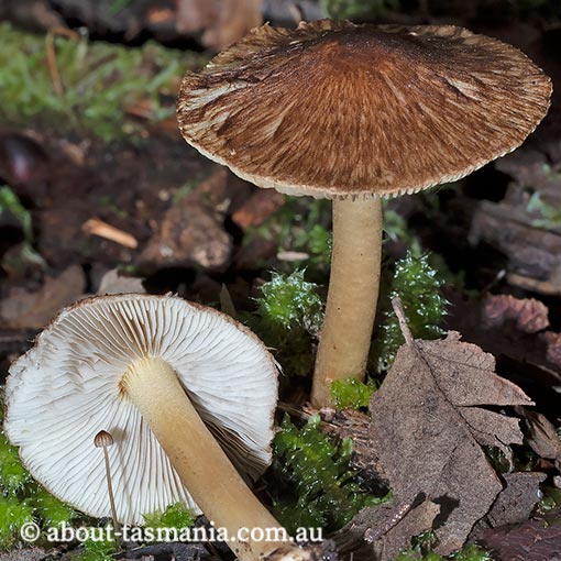 Inocybe calopedes | About Tasmania