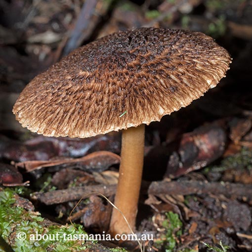 Inocybe calopedes, Tasmania, fungi