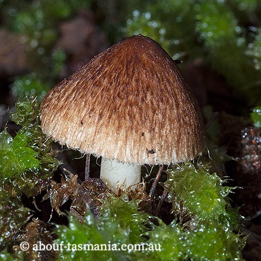 Inocybe calopedes, Tasmania, fungi
