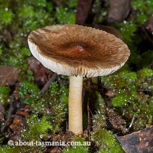 Inocybe calopedes, Tasmania, fungi