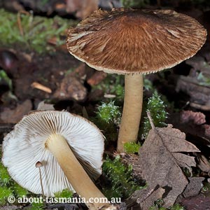 Inocybe calopedes