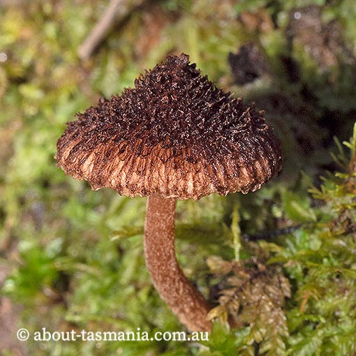 fungi in Tasmania