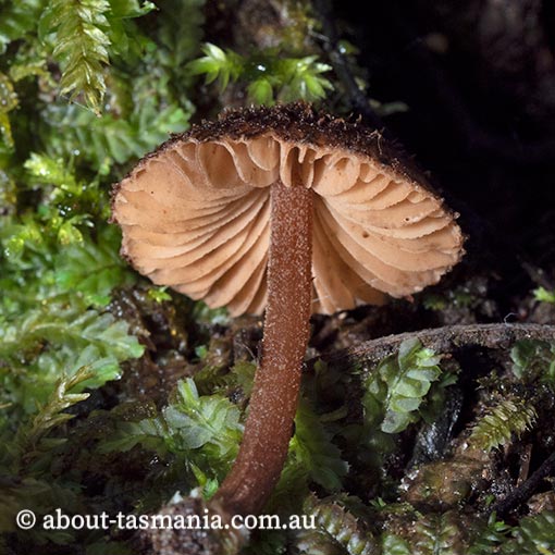 Inocybe meridionalis, Tasmania, fungi