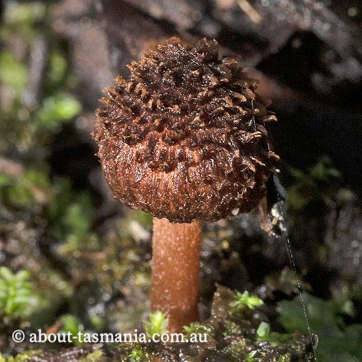 Inocybe meridionalis, Tasmania, fungi