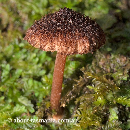 Inocybe meridionalis, Tasmania, fungi