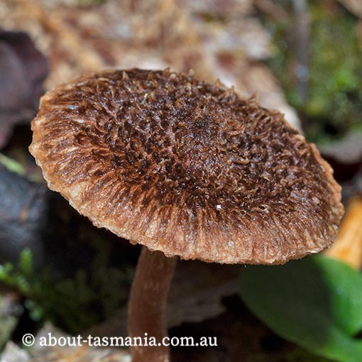 Inocybe meridionalis, Tasmania, fungi