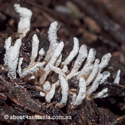 Isaria farinosa, Tasmania, fungi