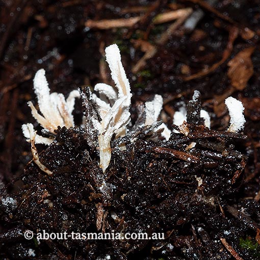 Isaria farinosa, Tasmania, fungi