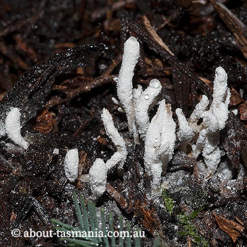 Isaria farinosa, Tasmania, fungi