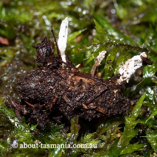 Isaria farinosa, Tasmania, fungi