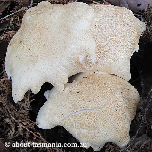 Leucopaxillus cerealis, Tasmania, fungi