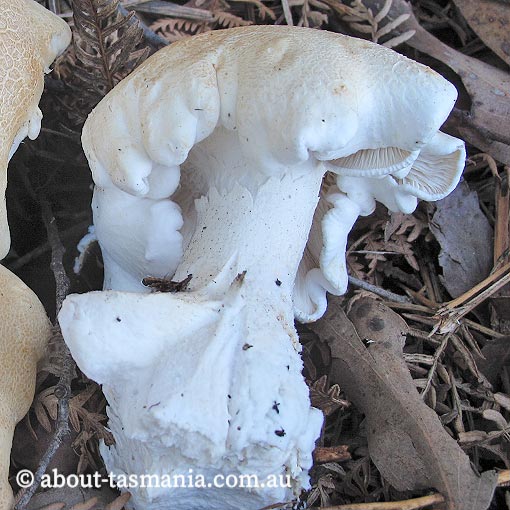 Leucopaxillus cerealis, Tasmania, fungi