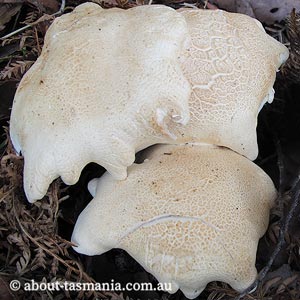 Leucopaxillus cerealis