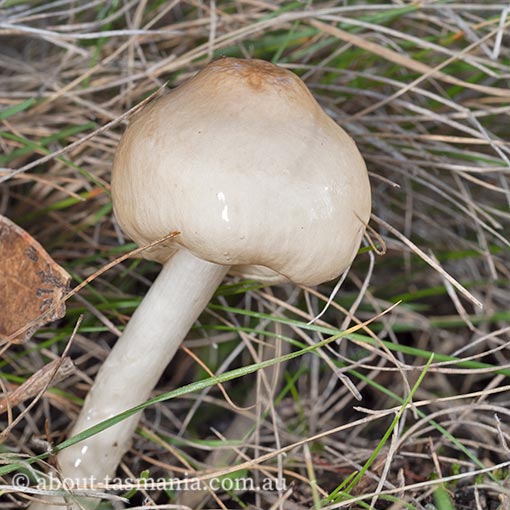 Limacella illinita, Tasmania, fungi