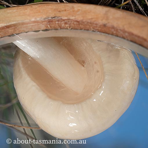 Limacella illinita, Tasmania, fungi