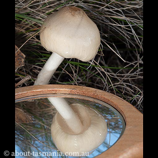 Limacella illinita, Tasmania, fungi