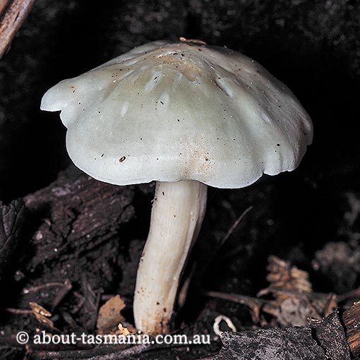 Leucocybe connata,  Tasmania, fungi