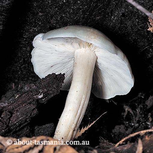 Leucocybe connata,  Tasmania, fungi