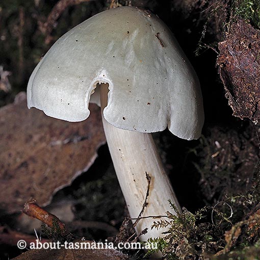Leucocybe connata,  Tasmania, fungi