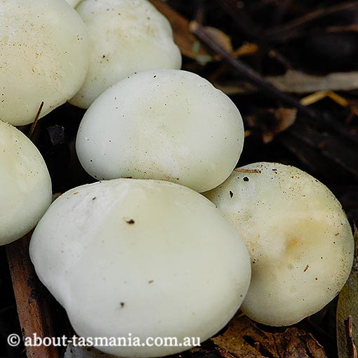 Leucocybe connata,  Tasmania, fungi