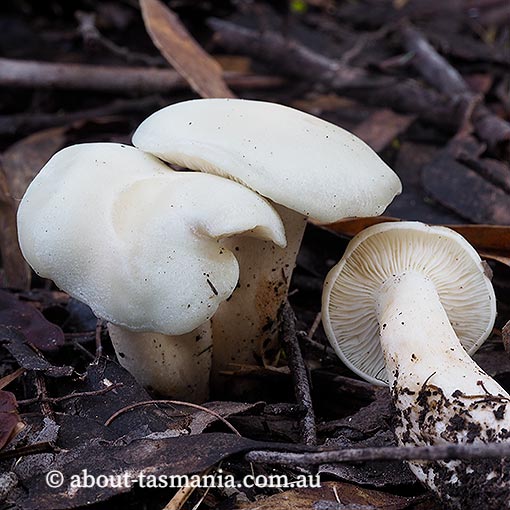 Leucocybe connata,  Tasmania, fungi