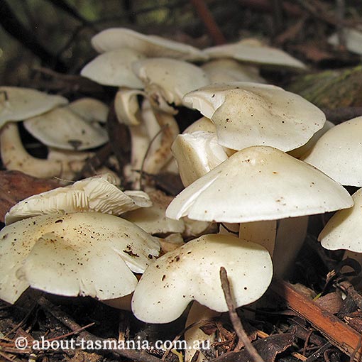 Leucocybe connata,  Tasmania, fungi