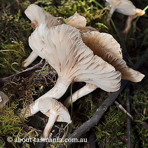 Marasmiellus 'cellypha', Tasmania, fungi