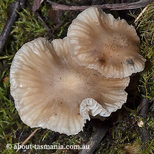Marasmiellus 'cellypha', Tasmania, fungi