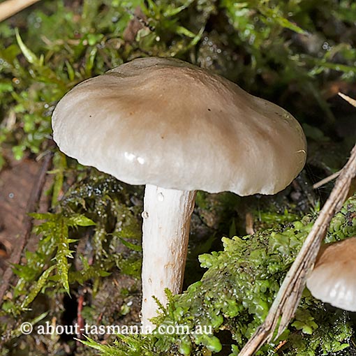 Marasmiellus 'cellypha', Tasmania, fungi