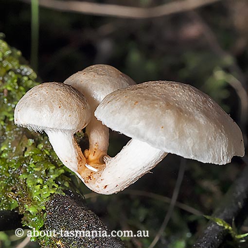 Marasmiellus 'cellypha', Tasmania, fungi
