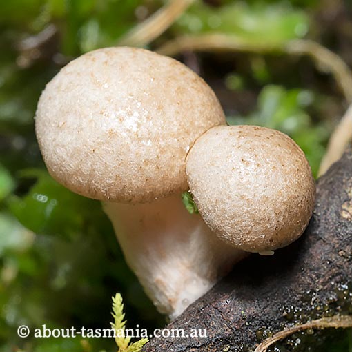 Marasmiellus 'cellypha', Tasmania, fungi