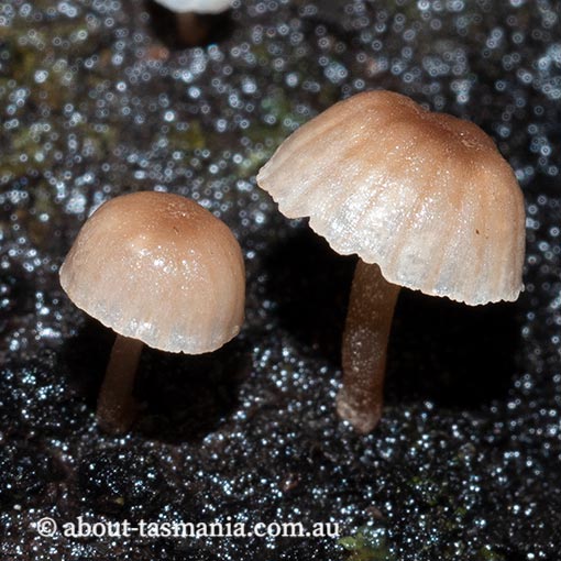 Mycena roseoflava | About Tasmania