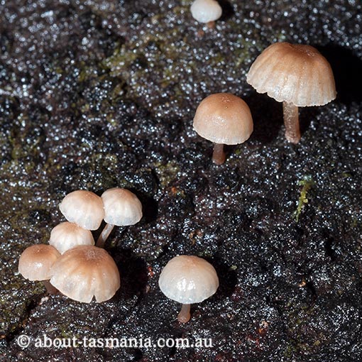 Mycena roseoflava | About Tasmania