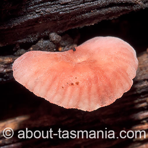 Mycena roseoflava, Tasmania, fungi