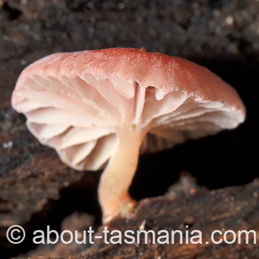 Mycena roseoflava, Tasmania, fungi
