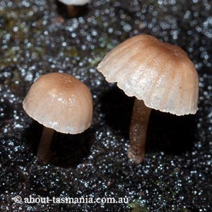 Mycena roseoflava