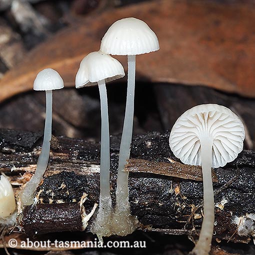 Mycena 'tiny, all-white', Tasmania, fungi