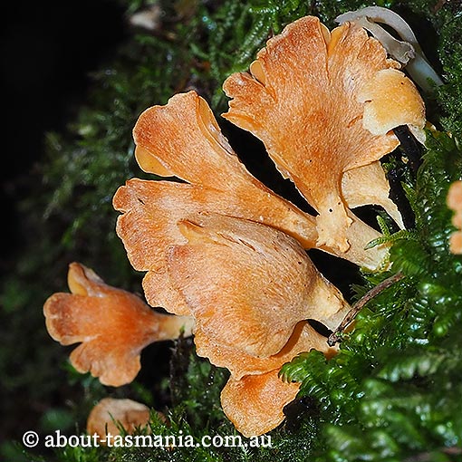 Panellus ligulatus, Tasmania, fungi