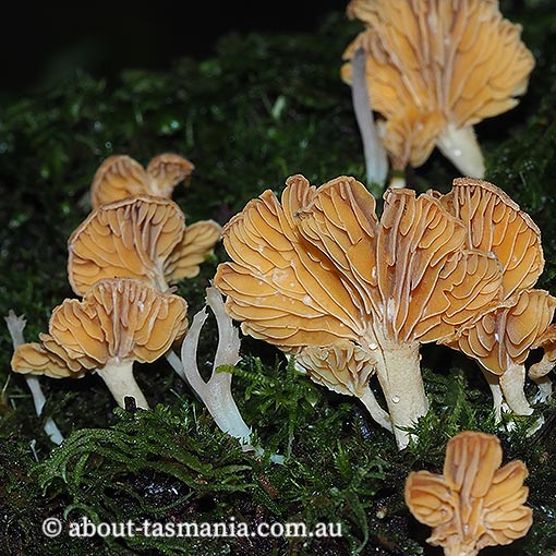 Panellus ligulatus, Tasmania, fungi