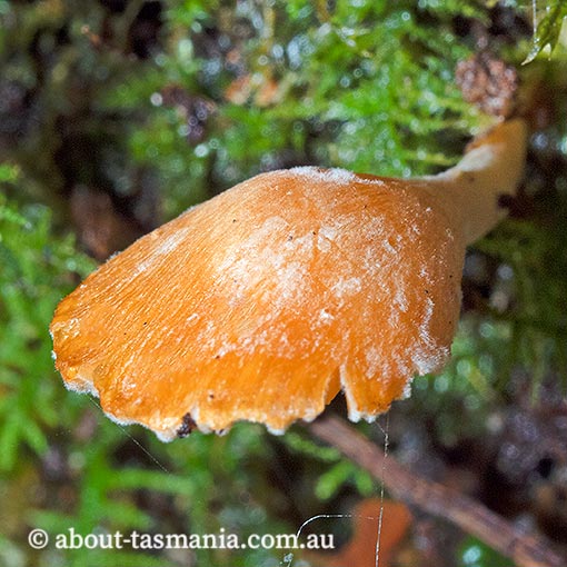 Panellus ligulatus, Tasmania, fungi