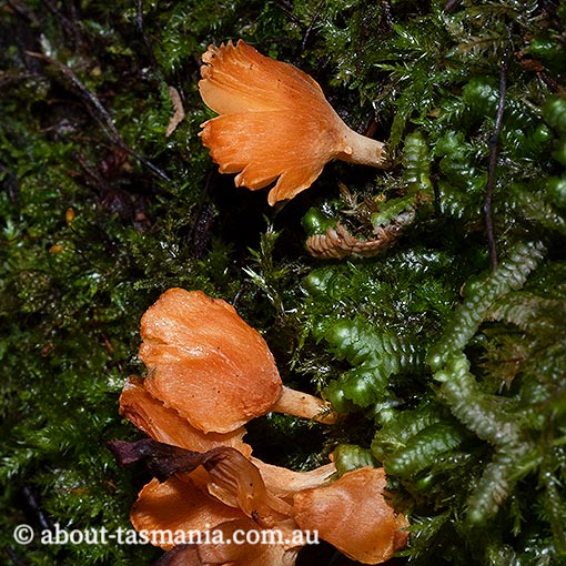 Panellus ligulatus, Tasmania, fungi