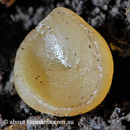 Peziza vesiculosa