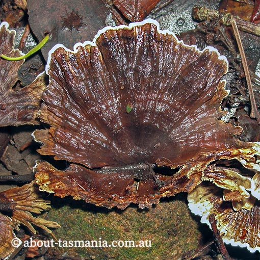 Phellodon plicatus, Tasmania, fungi